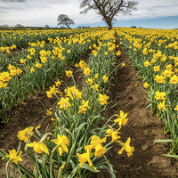 Buy canvas prints of Rows of Daffodils by Adrian Evans