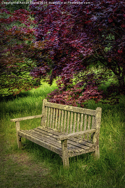 Park Bench Picture Board by Adrian Evans