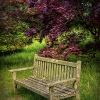 Buy canvas prints of Park Bench by Adrian Evans