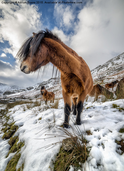Feral Horse Nant Ffrancon Pass  Picture Board by Adrian Evans