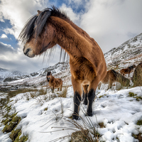Buy canvas prints of Feral Horse Nant Ffrancon Pass  by Adrian Evans