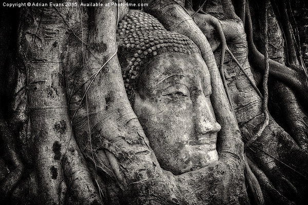 Banyan Tree Buddha Picture Board by Adrian Evans