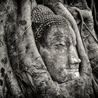 Buy canvas prints of Banyan Tree Buddha by Adrian Evans