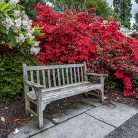 Buy canvas prints of Spring Park Bench by Adrian Evans