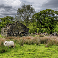 Buy canvas prints of Sheep Cottage by Adrian Evans