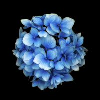 Buy canvas prints of Blue Hydrangea Flower by Adrian Evans