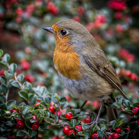 Buy canvas prints of Robin Redbreast by Adrian Evans