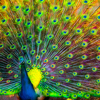 Buy canvas prints of The Peacock by Adrian Evans