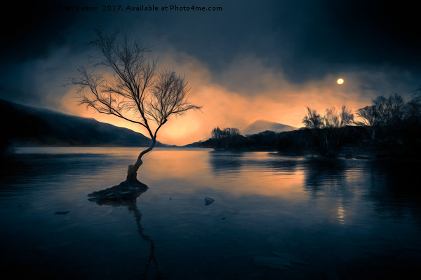 Lone Tree Llanberis Snowdonia Picture Board by Adrian Evans