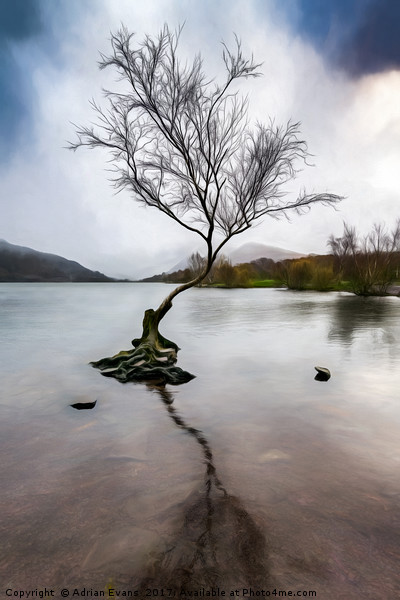 Lone Tree Llanberis Lake Picture Board by Adrian Evans
