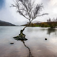 Buy canvas prints of Lone Tree Llanberis Lake by Adrian Evans