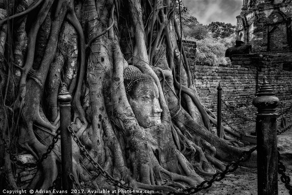 Buddha Head Ayutthaya Thailand Picture Board by Adrian Evans