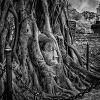 Buy canvas prints of Buddha Head Ayutthaya Thailand by Adrian Evans