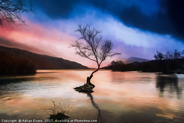 Llanberis Lake Tree Picture Board by Adrian Evans