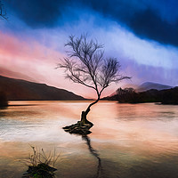Buy canvas prints of Llanberis Lake Tree by Adrian Evans