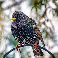 Buy canvas prints of The Starling by Adrian Evans