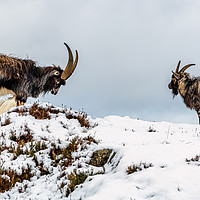 Buy canvas prints of Welsh Mountain Goats by Adrian Evans