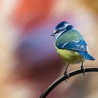 Buy canvas prints of Blue Tit UK by Adrian Evans