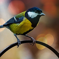 Buy canvas prints of Great Tit by Adrian Evans