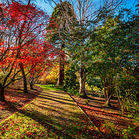 Buy canvas prints of Autumn Sunlight by Adrian Evans