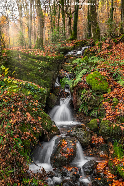 Autumn Forest Stream Picture Board by Adrian Evans