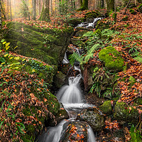 Buy canvas prints of Autumn Forest Stream by Adrian Evans