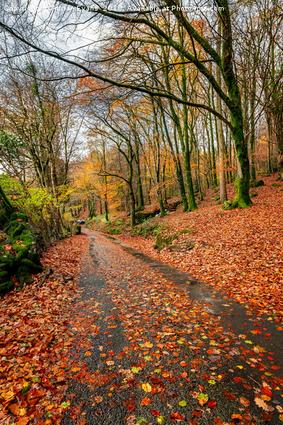 Autumn Colours Crafnant Wales Picture Board by Adrian Evans