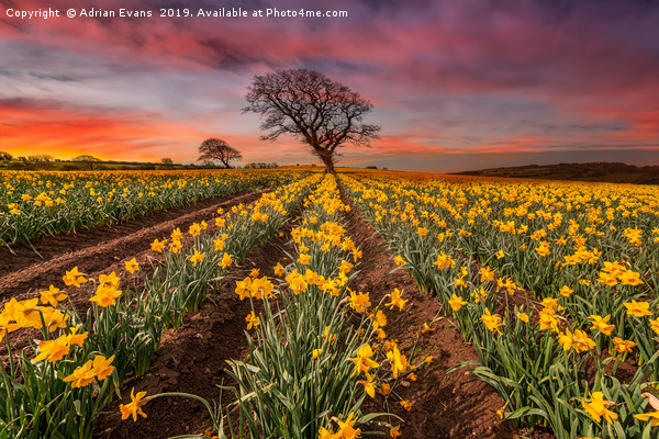 Field of Daffodils Sunset Picture Board by Adrian Evans