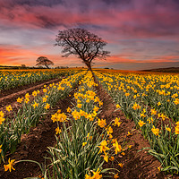 Buy canvas prints of Field of Daffodils Sunset by Adrian Evans