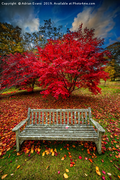 Autumn Splendour Picture Board by Adrian Evans