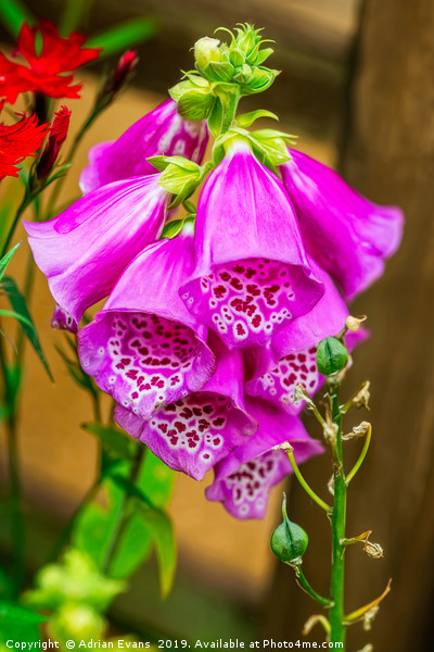 Foxgloves Picture Board by Adrian Evans