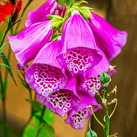 Buy canvas prints of Foxgloves by Adrian Evans