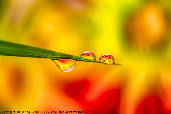 Flower In Water Droplet Picture Board by Adrian Evans
