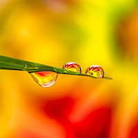 Buy canvas prints of Flower In Water Droplet by Adrian Evans
