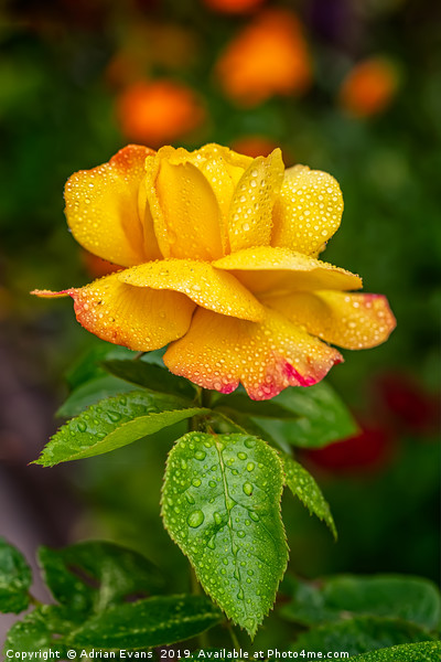 Garden Rose Picture Board by Adrian Evans