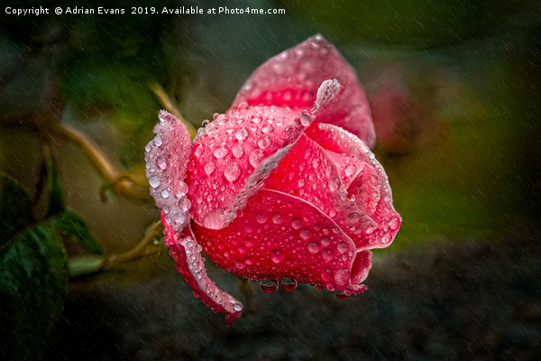 Rain Drops On A Pink Rose Picture Board by Adrian Evans