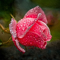 Buy canvas prints of Rain Drops On A Pink Rose by Adrian Evans