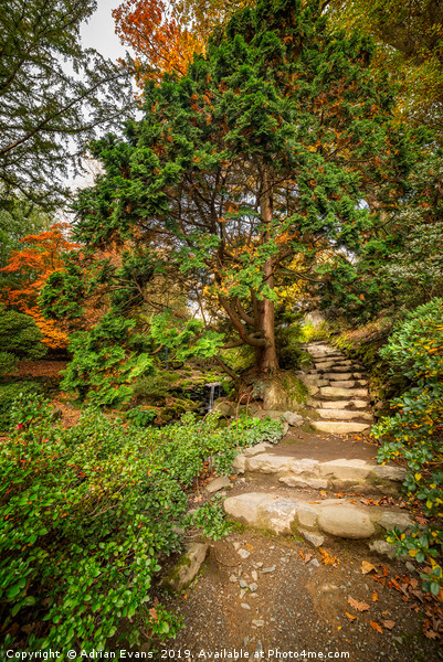 Autumnal Forest Trail Picture Board by Adrian Evans