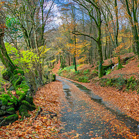 Buy canvas prints of Autumn Forest Snowdonia by Adrian Evans
