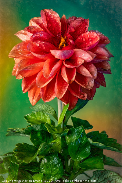 The Dahlia  Picture Board by Adrian Evans