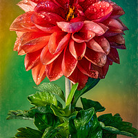 Buy canvas prints of The Dahlia  by Adrian Evans