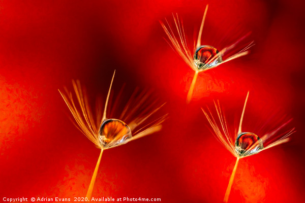 Dandelion Seed with Water Droplets Picture Board by Adrian Evans