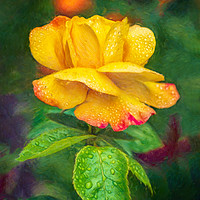Buy canvas prints of Yellow Rose Art by Adrian Evans