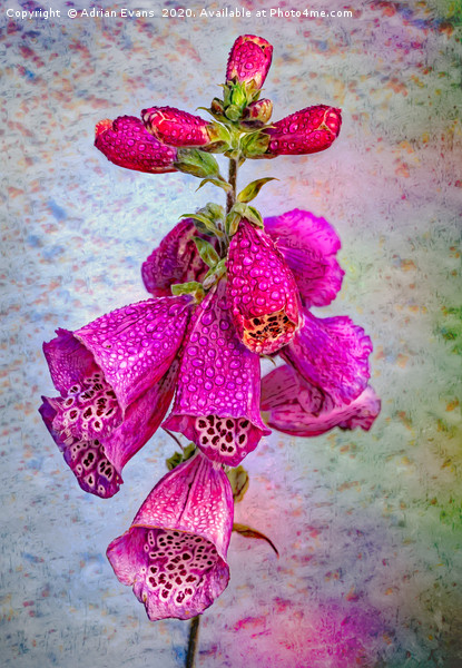 The Foxglove Picture Board by Adrian Evans