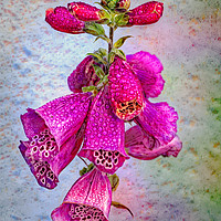 Buy canvas prints of The Foxglove by Adrian Evans