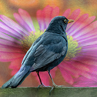 Buy canvas prints of Blackbird And A Flower Art by Adrian Evans