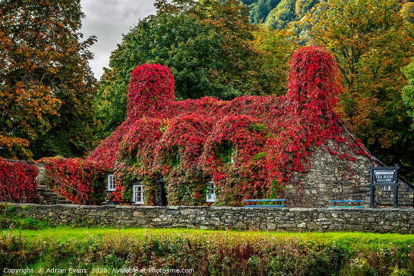 Autumn Tea House Llanrwst Wales Picture Board by Adrian Evans