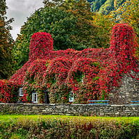 Buy canvas prints of Autumn Tea House Llanrwst Wales by Adrian Evans