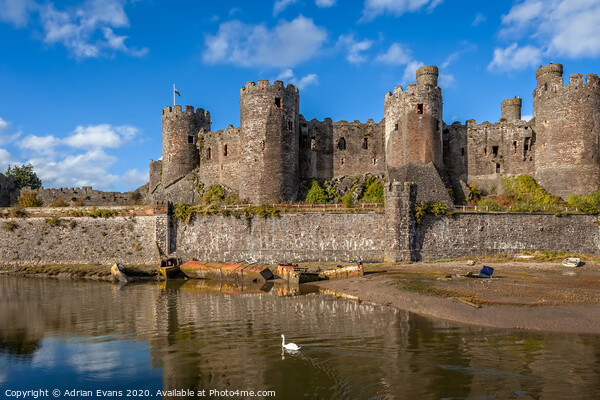 Conwy Castle Swan Wales  Picture Board by Adrian Evans