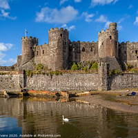 Buy canvas prints of Conwy Castle Swan Wales  by Adrian Evans